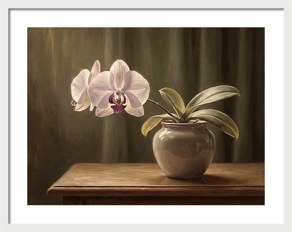 Orchid Elegance In Bloom