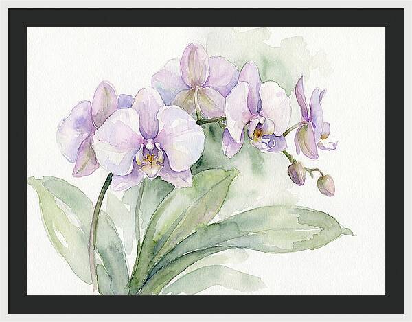 Orchid Elegance In Watercolor