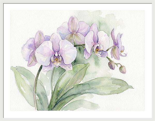 Orchid Elegance In Watercolor