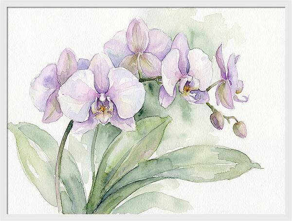 Orchid Elegance In Watercolor