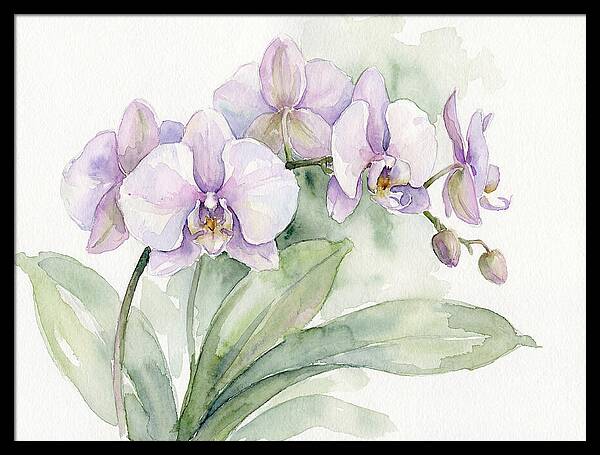 Orchid Elegance In Watercolor