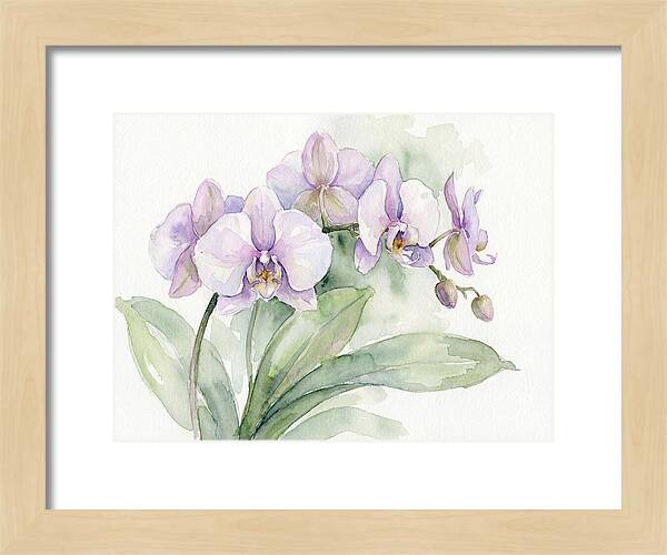 Orchid Elegance In Watercolor
