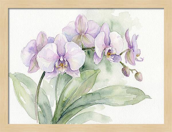Orchid Elegance In Watercolor