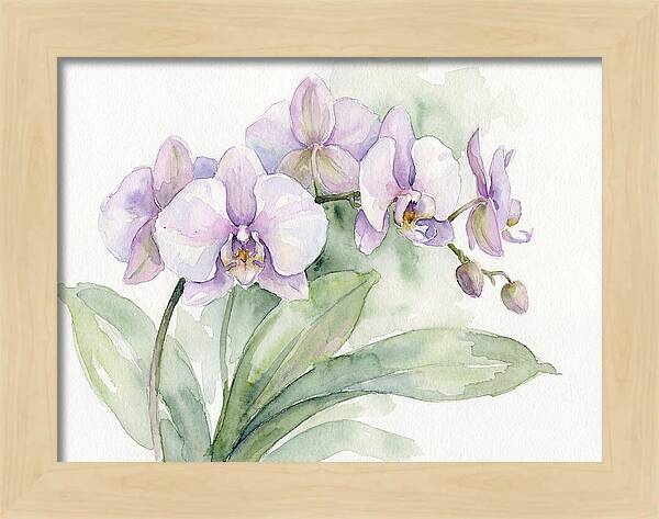 Orchid Elegance In Watercolor
