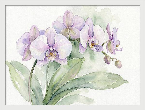 Orchid Elegance In Watercolor