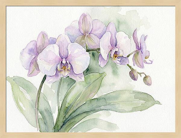 Orchid Elegance In Watercolor