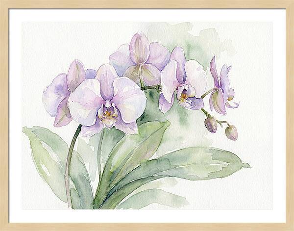 Orchid Elegance In Watercolor