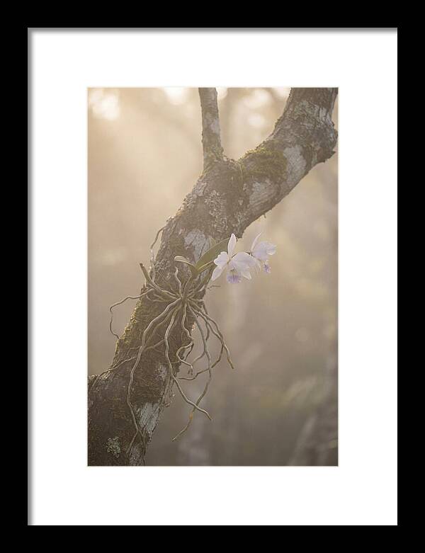 Orchid Embracing Natures Beauty