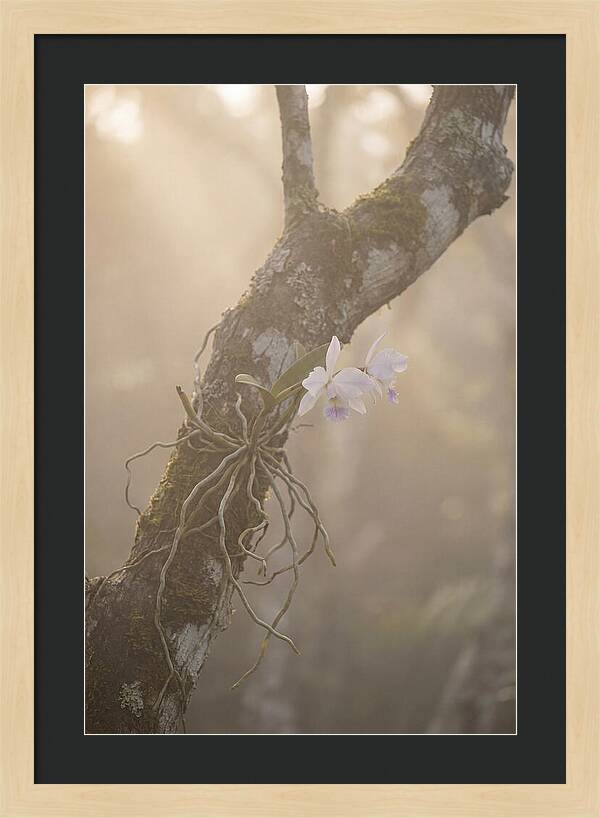 Orchid Embracing Natures Beauty