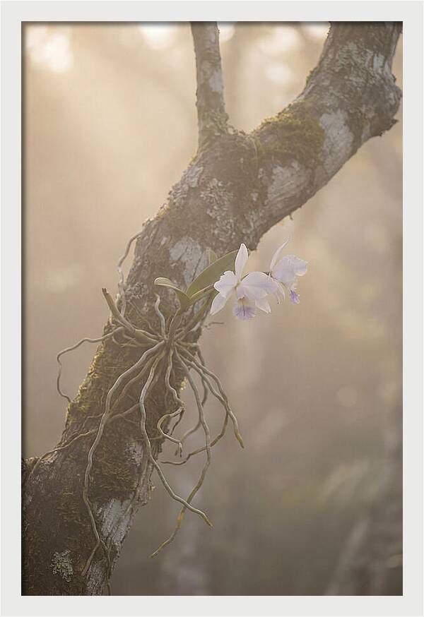 Orchid Embracing Natures Beauty
