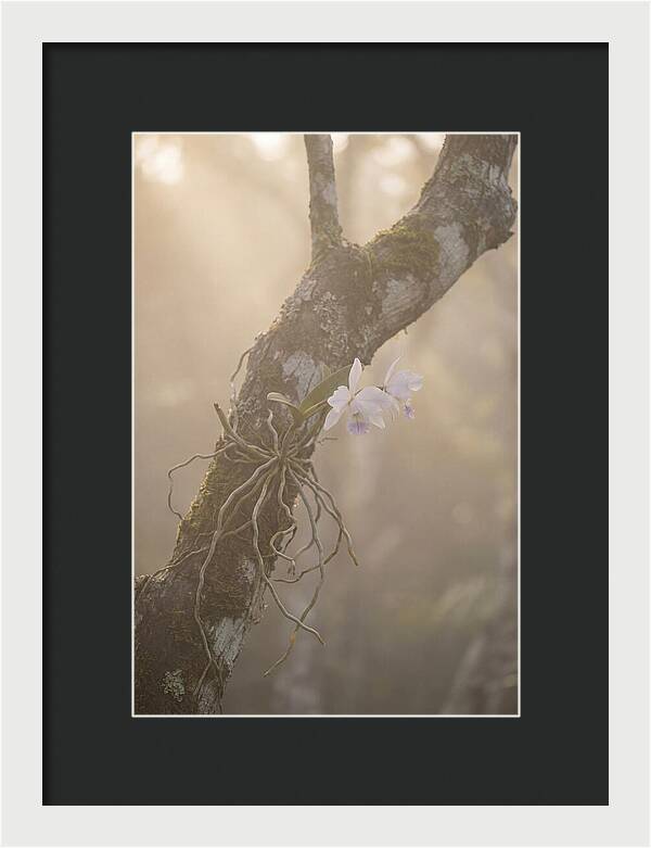 Orchid Embracing Natures Beauty