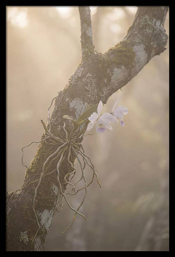 Orchid Embracing Natures Beauty