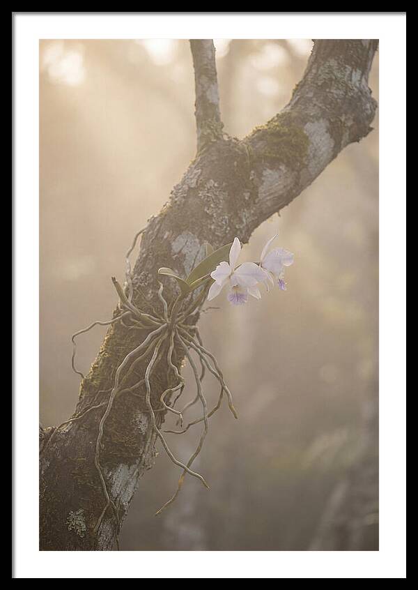 Orchid Embracing Natures Beauty