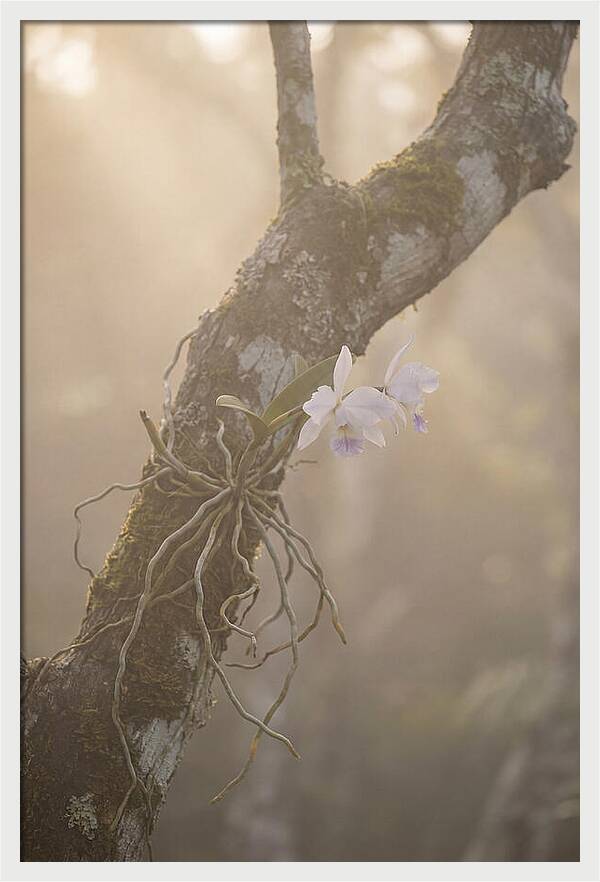 Orchid Embracing Natures Beauty