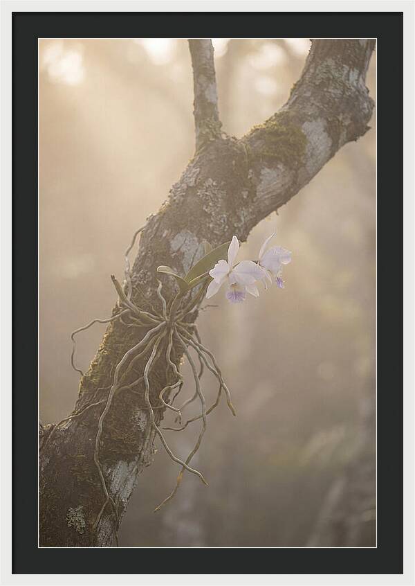 Orchid Embracing Natures Beauty