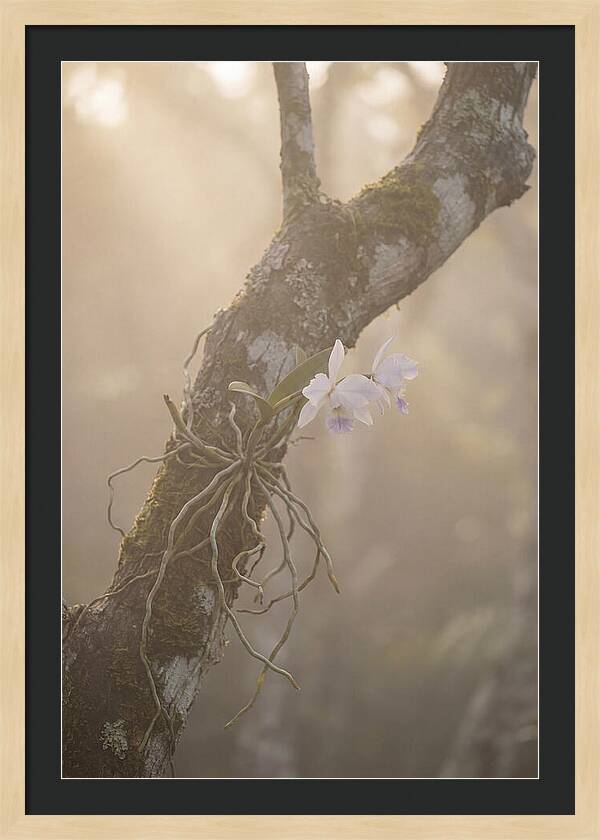 Orchid Embracing Natures Beauty