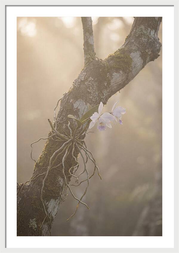 Orchid Embracing Natures Beauty