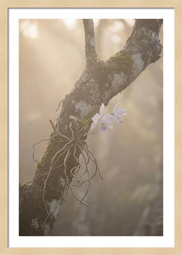 Orchid Embracing Natures Beauty