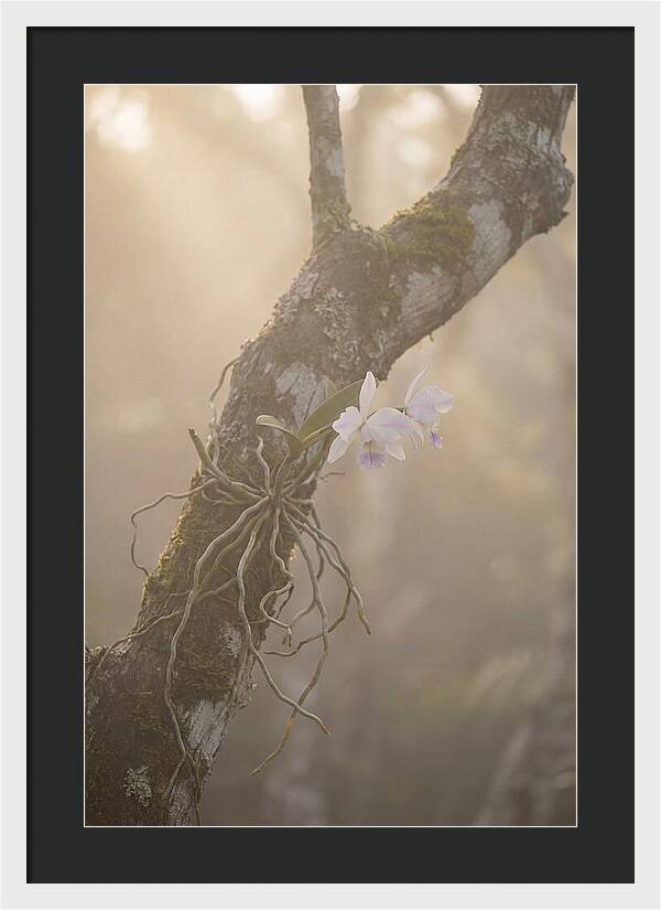 Orchid Embracing Natures Beauty