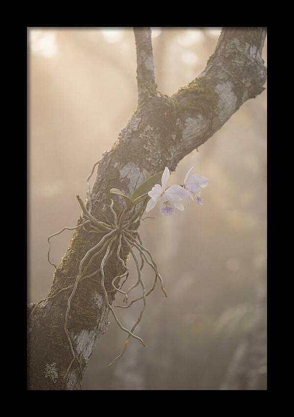 Orchid Embracing Natures Beauty