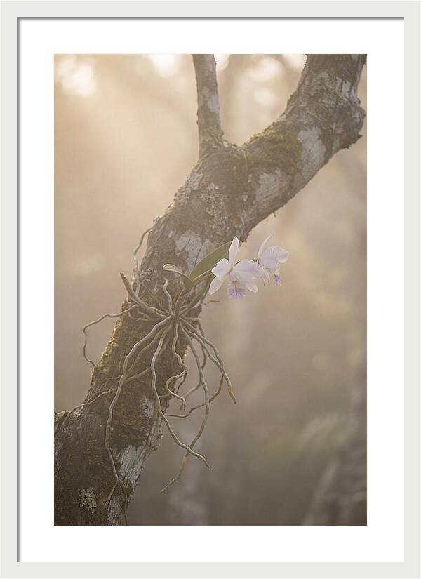 Orchid Embracing Natures Beauty