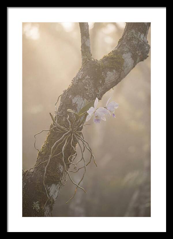 Orchid Embracing Natures Beauty