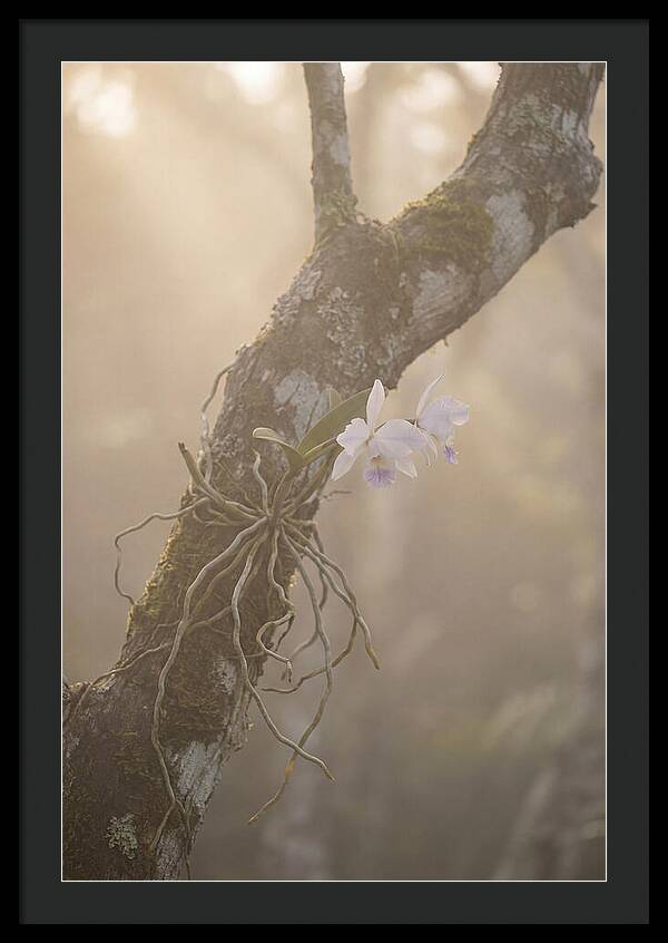 Orchid Embracing Natures Beauty