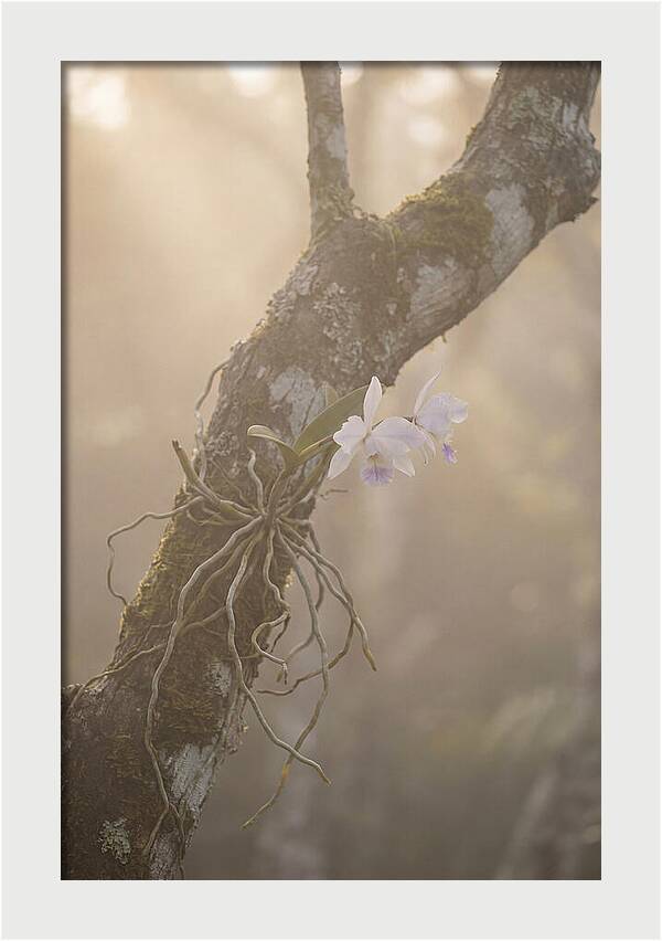 Orchid Embracing Natures Beauty