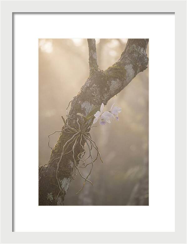 Orchid Embracing Natures Beauty