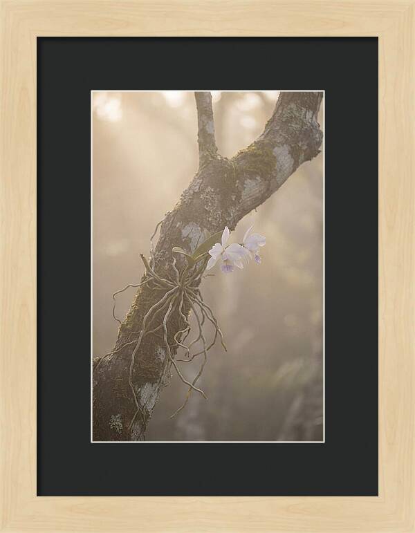 Orchid Embracing Natures Beauty