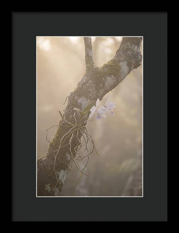 Orchid Embracing Natures Beauty