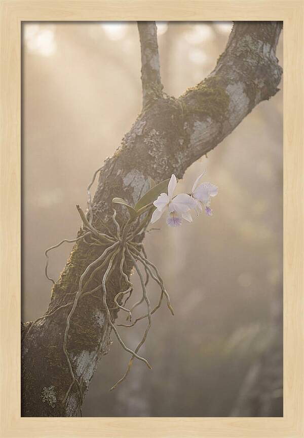 Orchid Embracing Natures Beauty