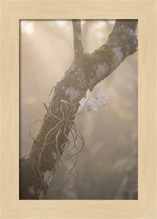 Orchid Embracing Natures Beauty