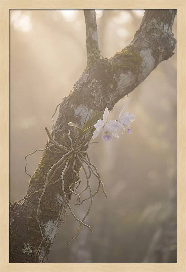Orchid Embracing Natures Beauty