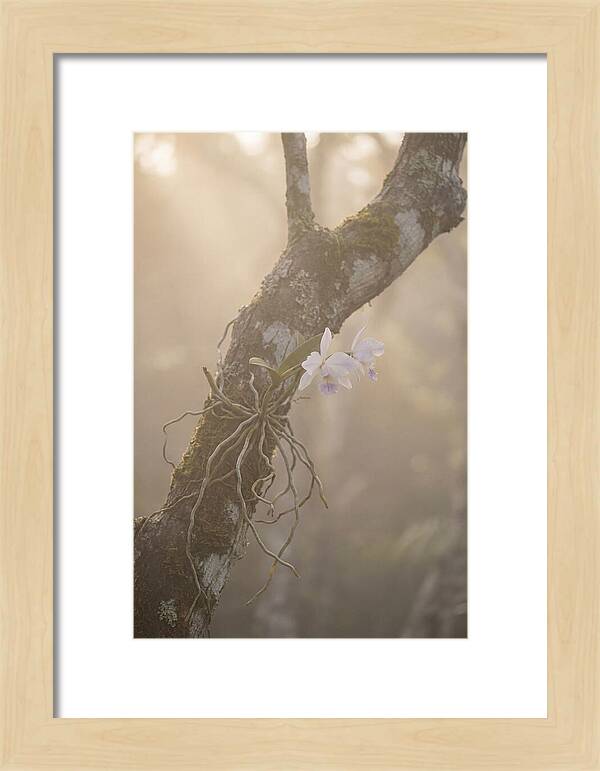 Orchid Embracing Natures Beauty