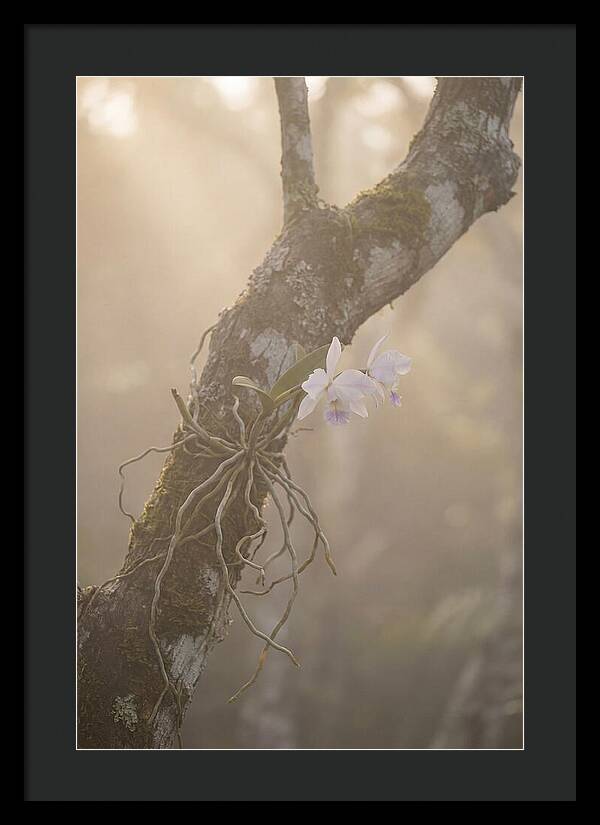 Orchid Embracing Natures Beauty