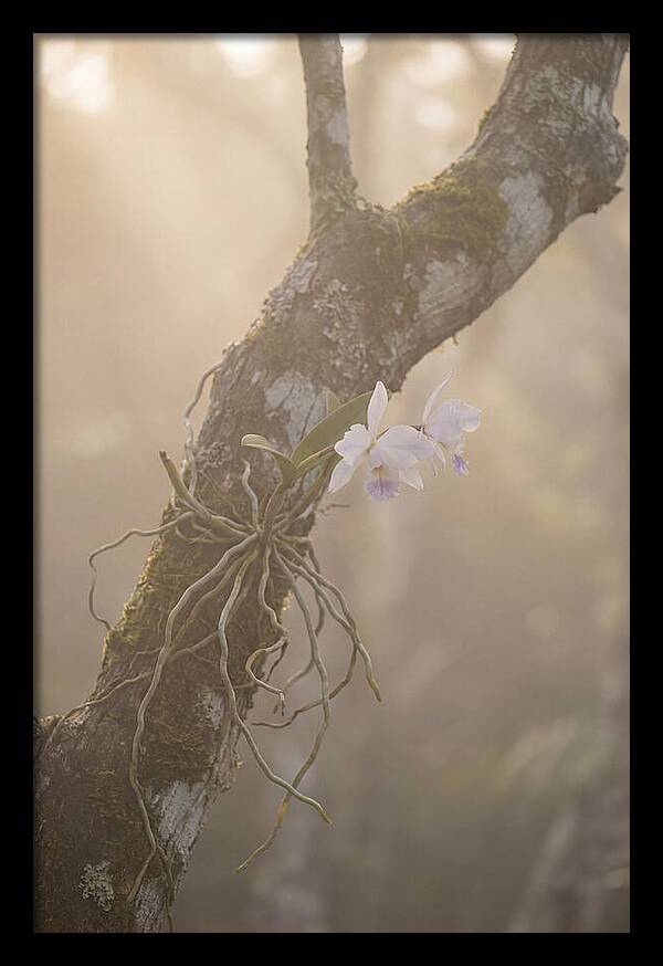 Orchid Embracing Natures Beauty