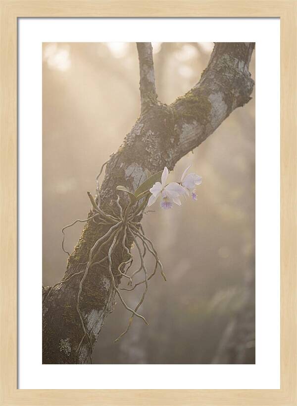 Orchid Embracing Natures Beauty