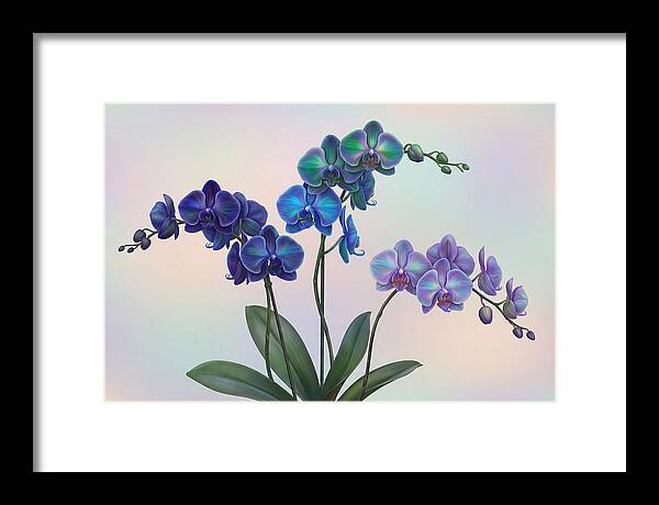 Orchid In Impossible Colors