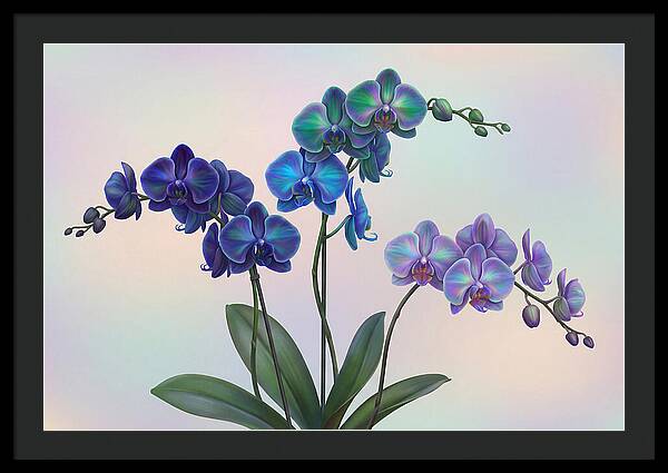 Orchid In Impossible Colors