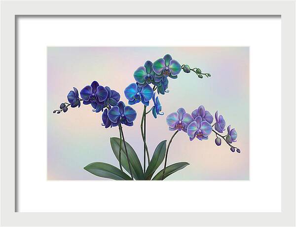 Orchid In Impossible Colors