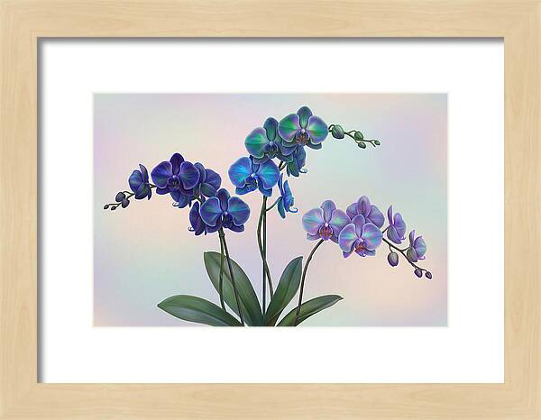 Orchid In Impossible Colors