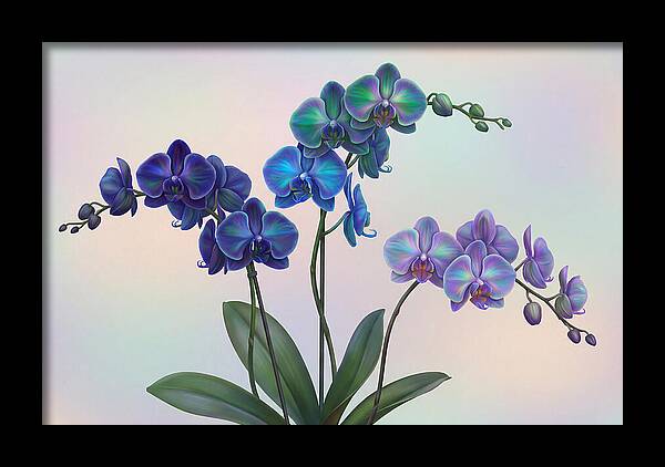 Orchid In Impossible Colors
