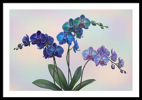 Orchid In Impossible Colors