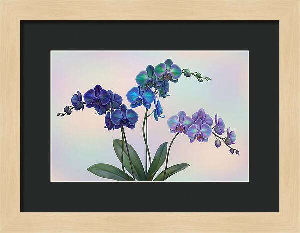 Orchid In Impossible Colors