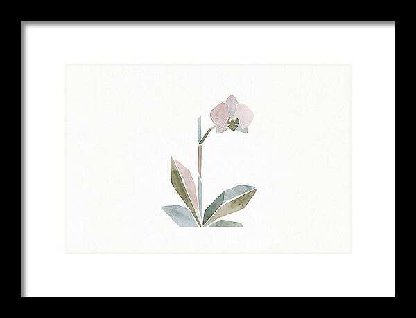 Orchid In Soft Hues
