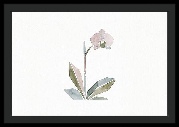 Orchid In Soft Hues