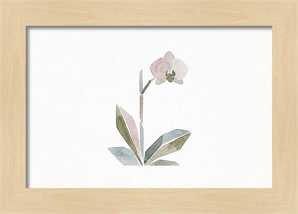 Orchid In Soft Hues