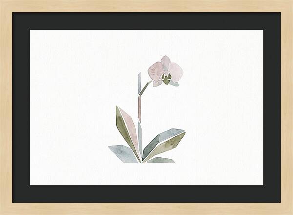 Orchid In Soft Hues