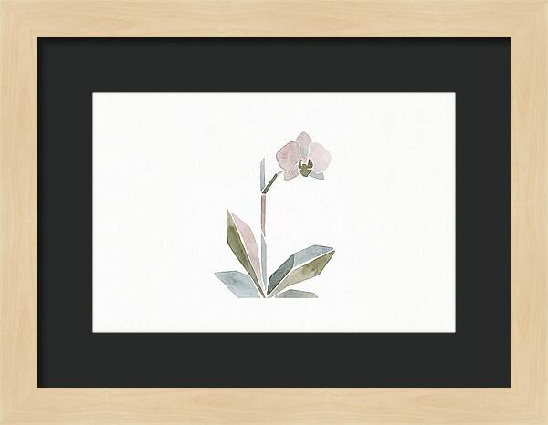 Orchid In Soft Hues
